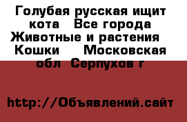 Голубая русская ищит кота - Все города Животные и растения » Кошки   . Московская обл.,Серпухов г.